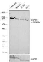 USP9X Antibody in Western Blot (WB)