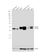 RBPMS Antibody in Western Blot (WB)