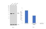 RBPMS Antibody in Western Blot (WB)