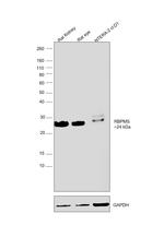 RBPMS Antibody in Western Blot (WB)