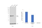 RBPMS Antibody