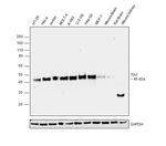 TIA-1 Antibody