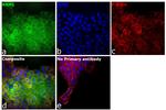 RRM1 Antibody in Immunocytochemistry (ICC/IF)