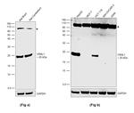 VSNL1 Antibody in Western Blot (WB)