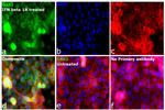 OAS2 Antibody