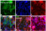 OAS2 Antibody