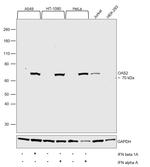 OAS2 Antibody in Western Blot (WB)