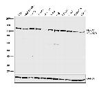 FBXW7 Antibody