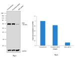 GBA Antibody in Western Blot (WB)