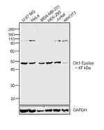 CK1 epsilon Antibody in Western Blot (WB)