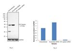 CK1 epsilon Antibody in Western Blot (WB)