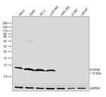 S100A6 Antibody