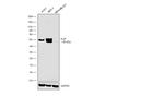 FLIP Antibody in Western Blot (WB)