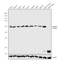 hnRNP L Antibody in Western Blot (WB)