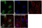 hnRNP L Antibody in Immunocytochemistry (ICC/IF)