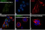 Caspase 4 Antibody in Immunocytochemistry (ICC/IF)