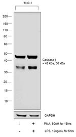 Caspase 4 Antibody in Western Blot (WB)