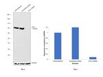 DVL2 Antibody in Western Blot (WB)