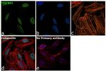 53BP1 Antibody in Immunocytochemistry (ICC/IF)