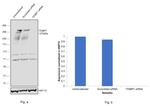 53BP1 Antibody in Western Blot (WB)