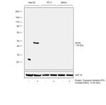 Apolipoprotein H Antibody