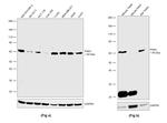 PAK4 Antibody in Western Blot (WB)