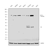 ECT2 Antibody