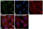 APPL1 Antibody in Immunocytochemistry (ICC/IF)
