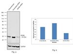 SDHB Antibody in Western Blot (WB)