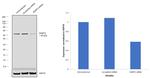 SHMT2 Antibody in Western Blot (WB)