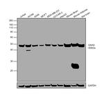 GNAS Antibody in Western Blot (WB)