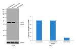 GNAS Antibody