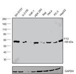 FTO Antibody in Western Blot (WB)