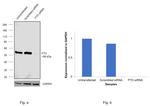 FTO Antibody