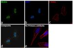 MEIS1 Antibody in Immunocytochemistry (ICC/IF)