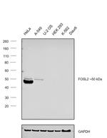 Fra2 Antibody in Western Blot (WB)