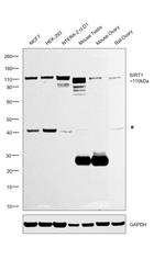 SIRT1 Antibody in Western Blot (WB)