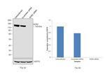 ROR2 Antibody