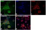 RRM2 Antibody in Immunocytochemistry (ICC/IF)