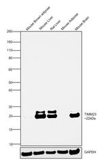 TIMM23 Antibody in Western Blot (WB)