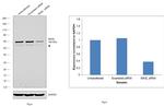 N-WASP Antibody in Western Blot (WB)