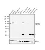 IGF2BP3 Antibody in Western Blot (WB)