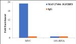 IGF2BP3 Antibody in RNA Immunoprecipitation (RIP)