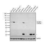 IGF2BP3 Antibody in Western Blot (WB)