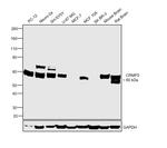 CRMP2 Antibody in Western Blot (WB)