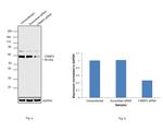 CRMP2 Antibody