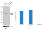 SHARPIN Antibody in Western Blot (WB)