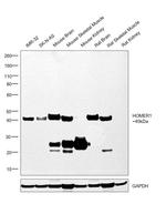 HOMER1 Antibody