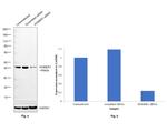 HOMER1 Antibody in Western Blot (WB)