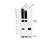 VGLUT1 Antibody